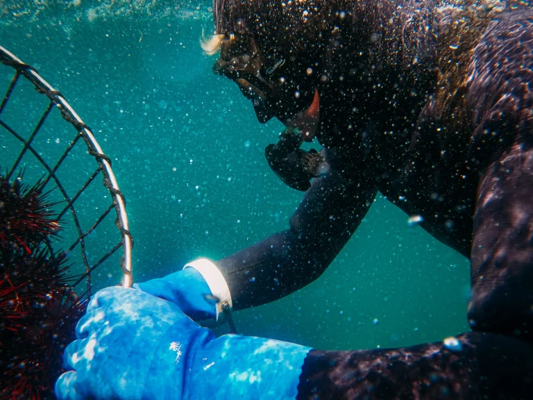 Buceo extractivo y descompresión: lo que enseña el accidente del ocle en el Cantábrico